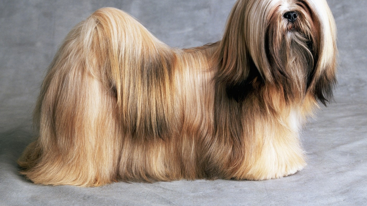 Lhasa Apso