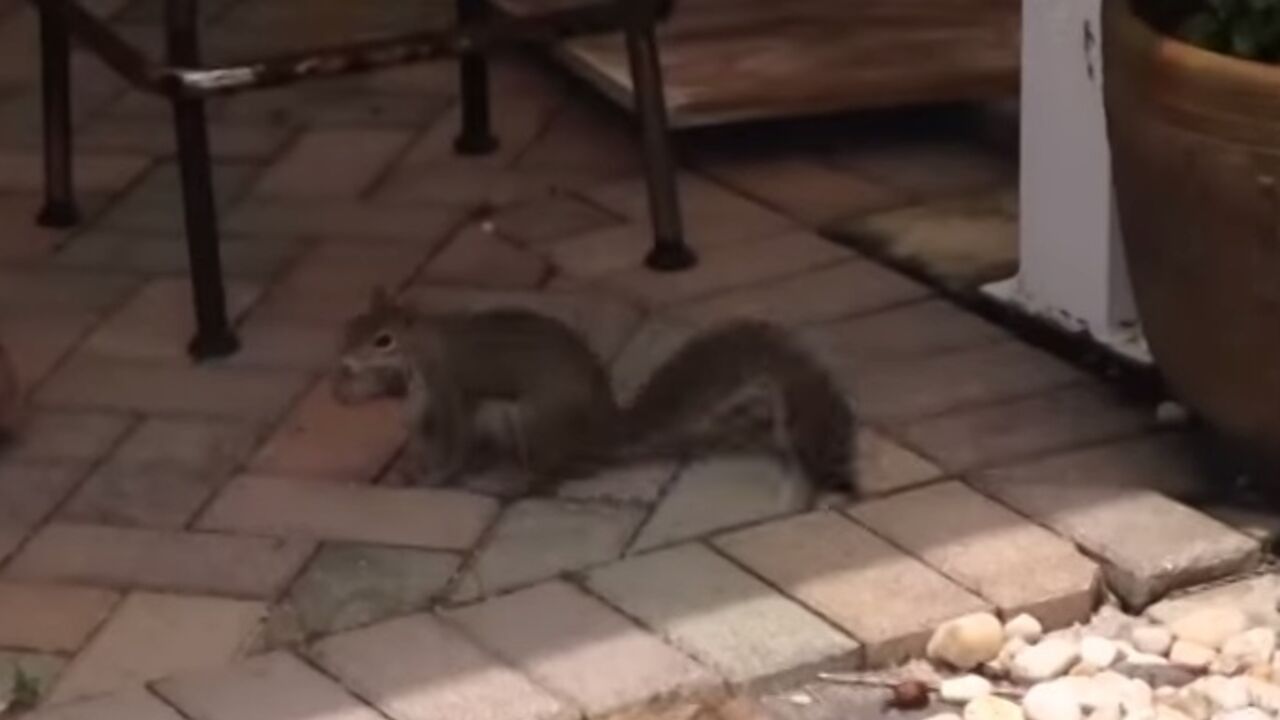 Veverica spasava decu