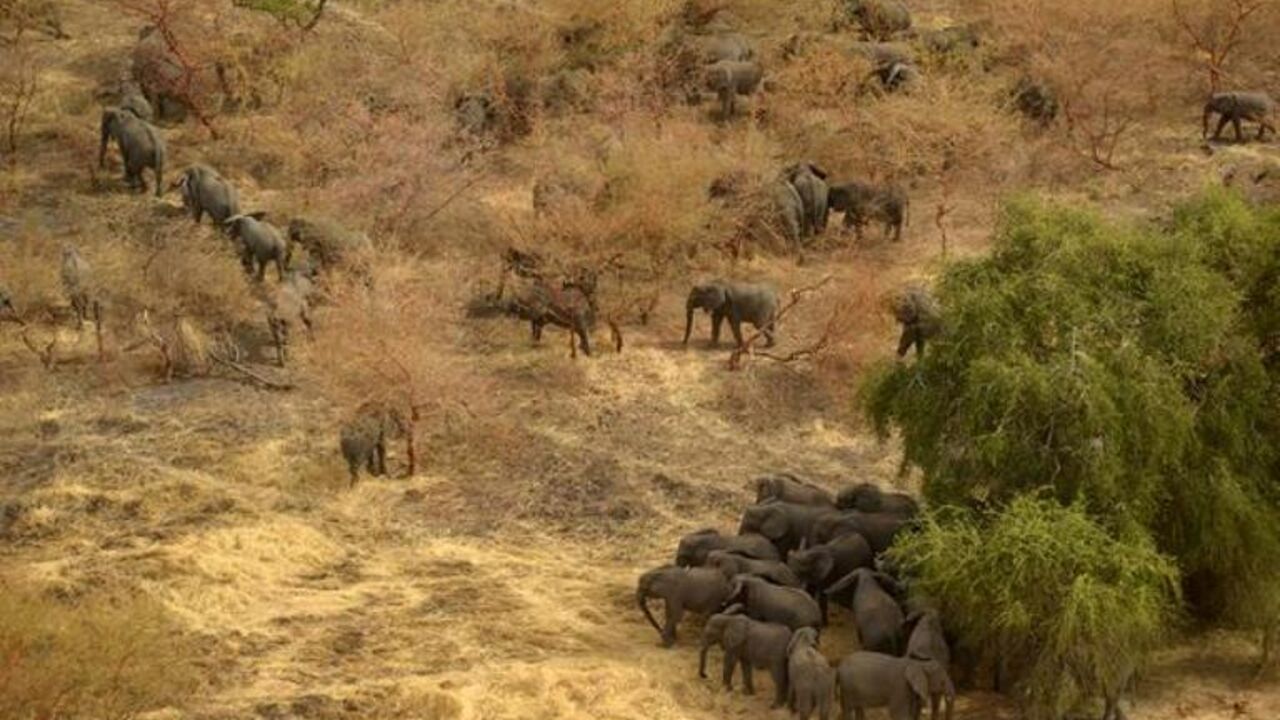 Slonovi Afrika