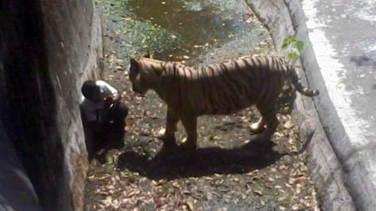 Tigar napada čoveka