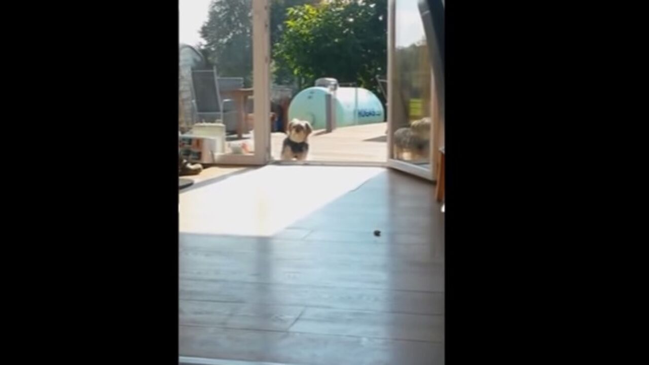 Pas čeka ispred vrata