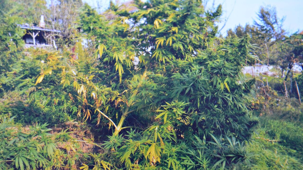 marihuana