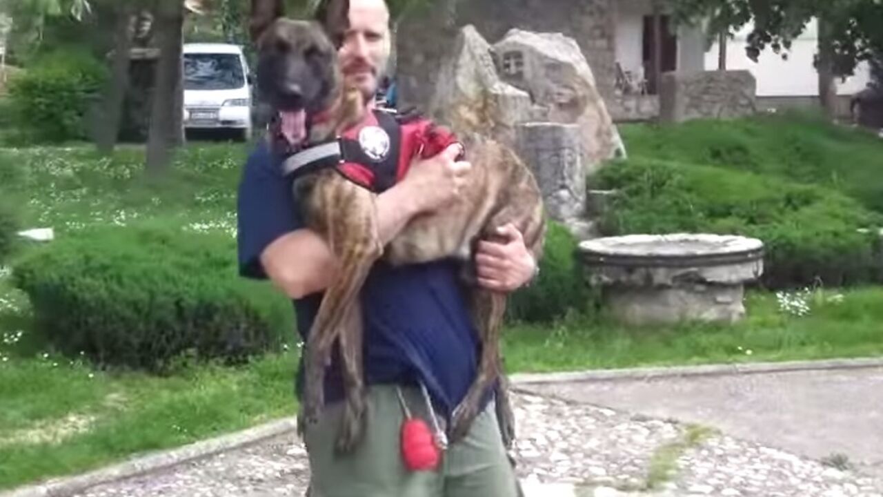 Pas Šiba