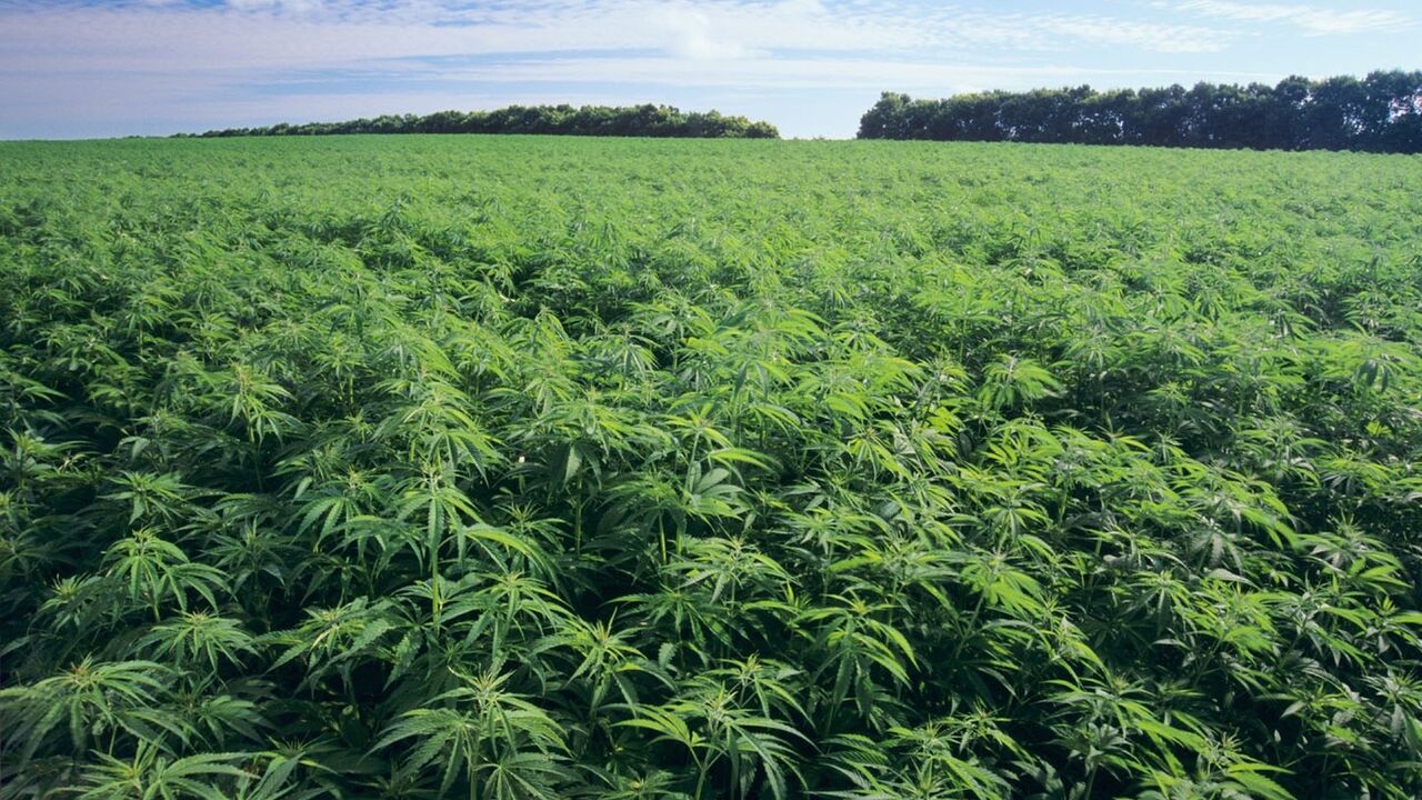 Marihuana
