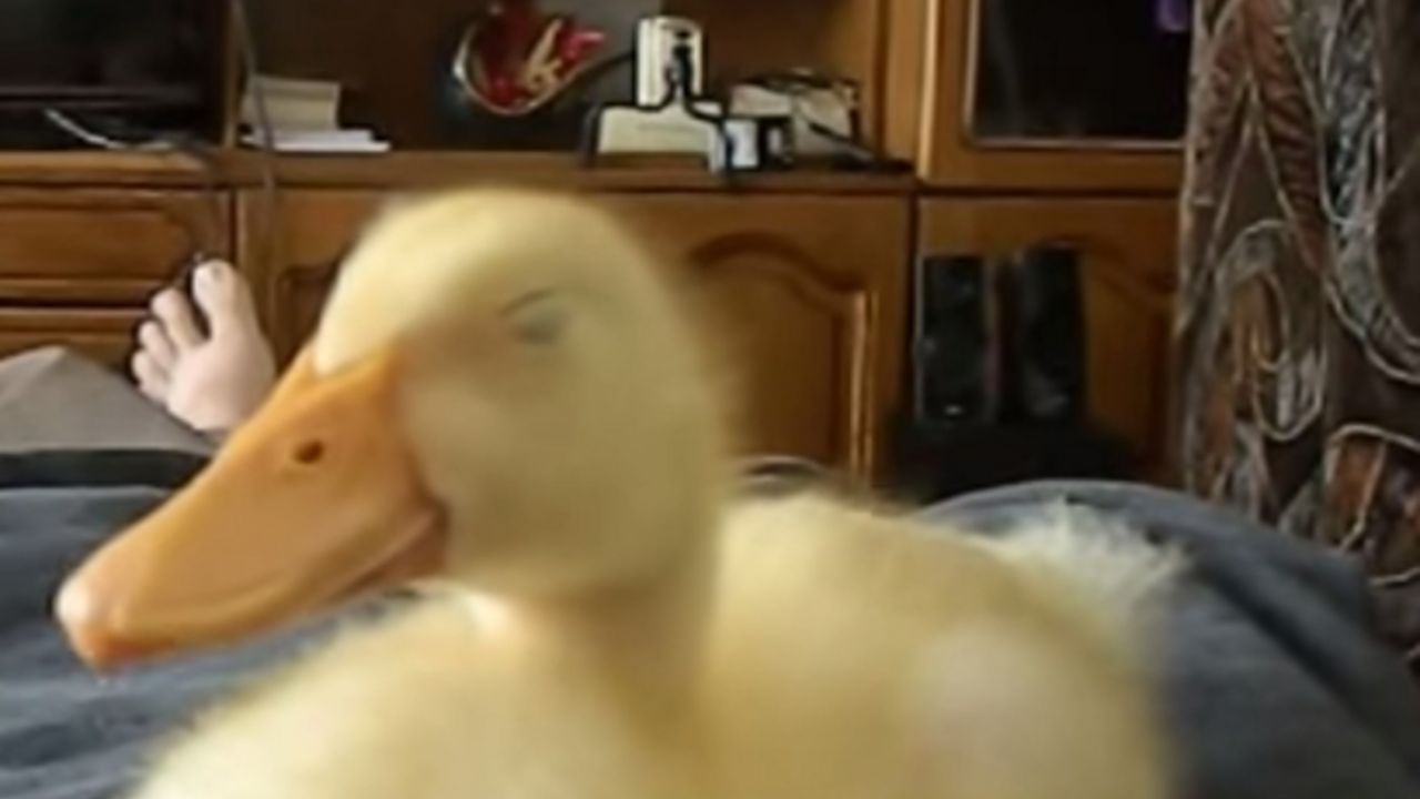Patka spava