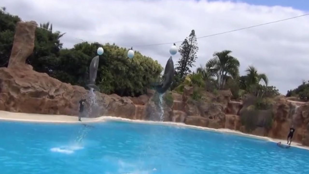 delfini