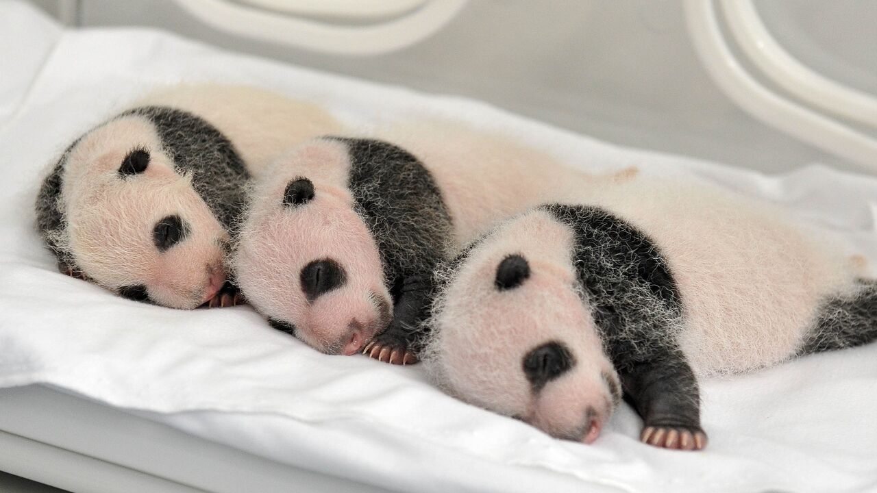panda, bebe