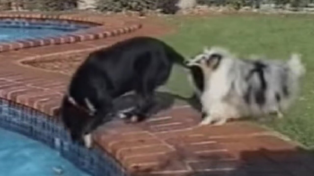 psi, bazen, loptica