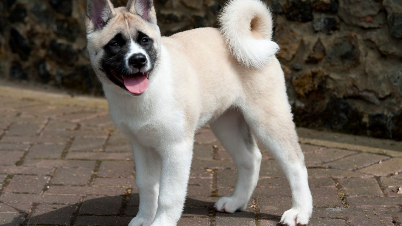 akita, pas, rasa, pasmina