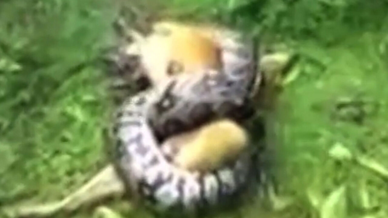 Kuče u zagrljaju pitona