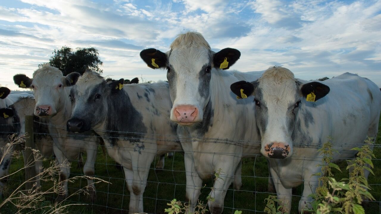 krave