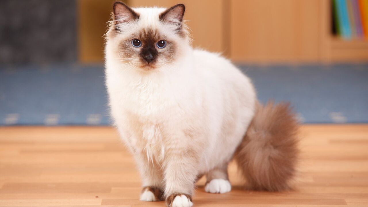 Birman mačka, mačka