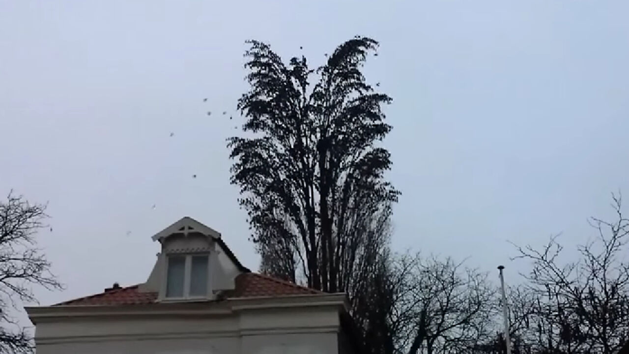 Drvo sa pticama ispred kuće
