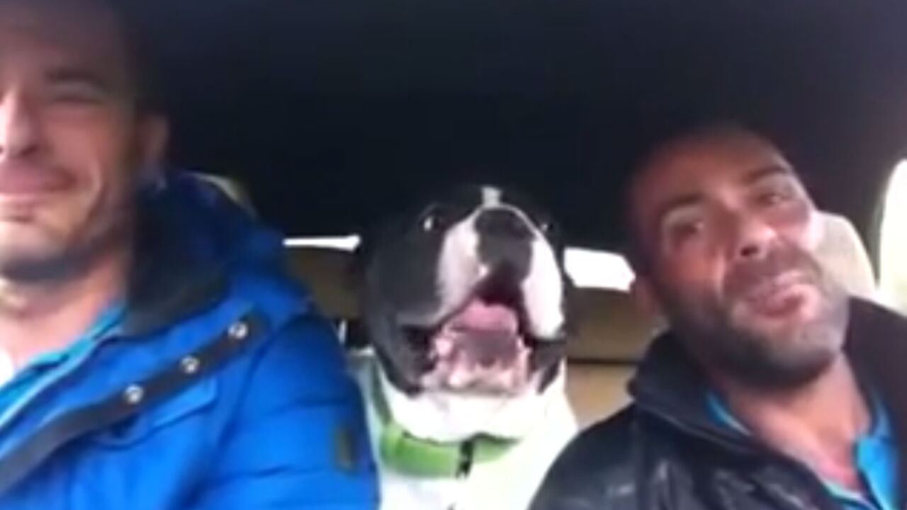 Raspevani buldog