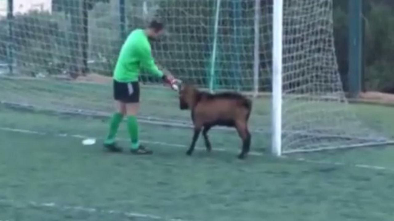 Jarac koji utrčao na fudbalsku utakmicu u Grčkoj