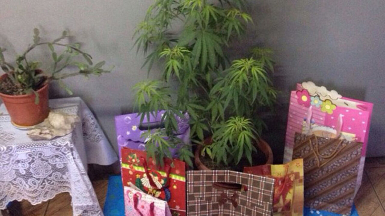 Marihuana umesto božićne jelke