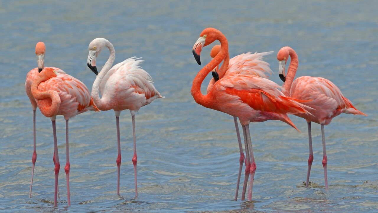 flamingo, ptica, ptice