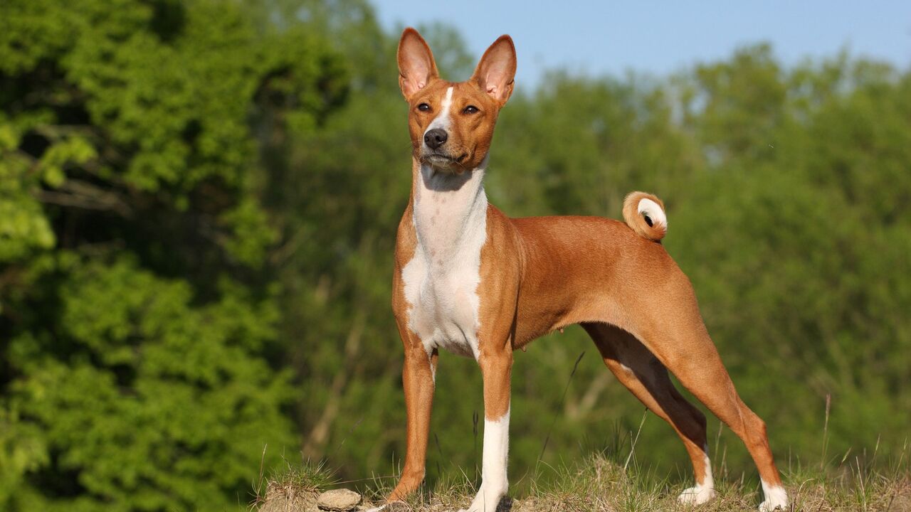 Basenji, pas