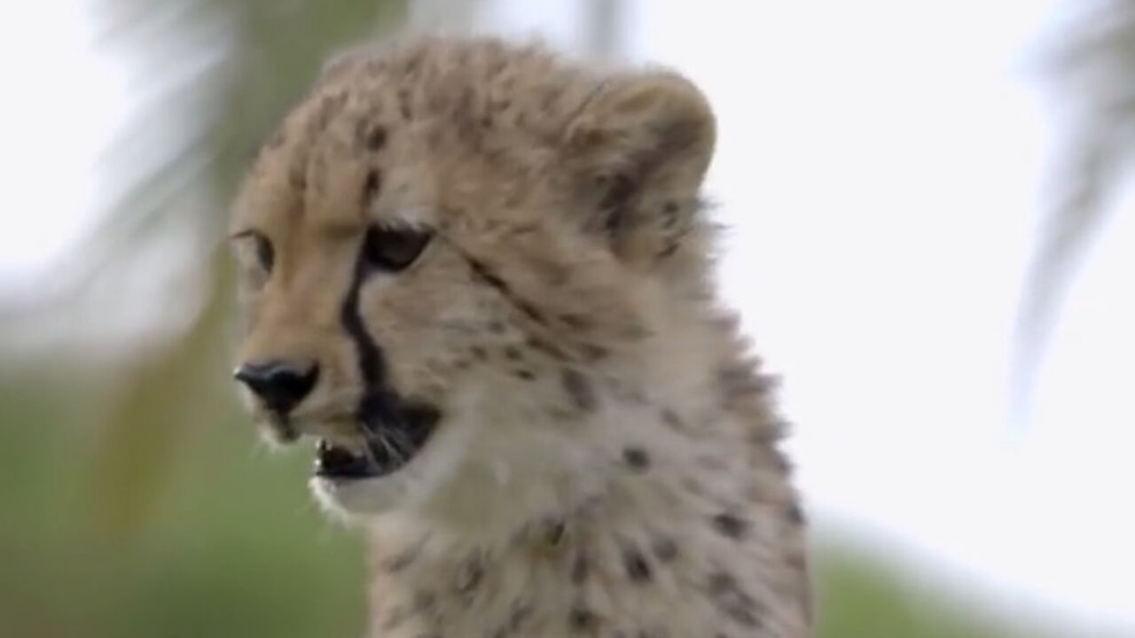 gepard