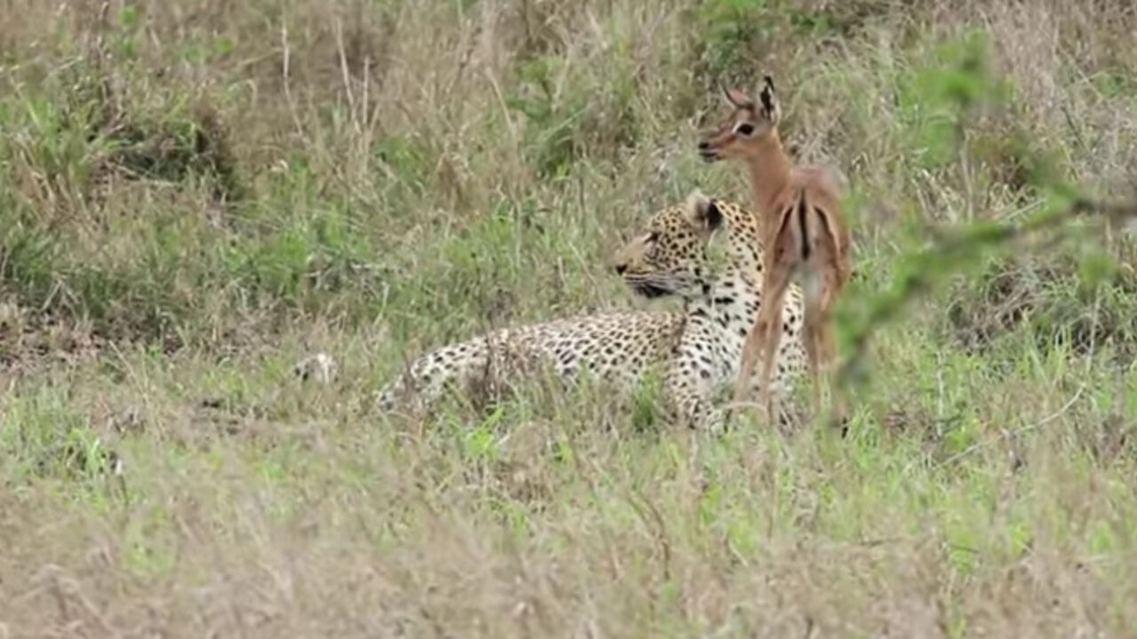 gepard, antilopa
