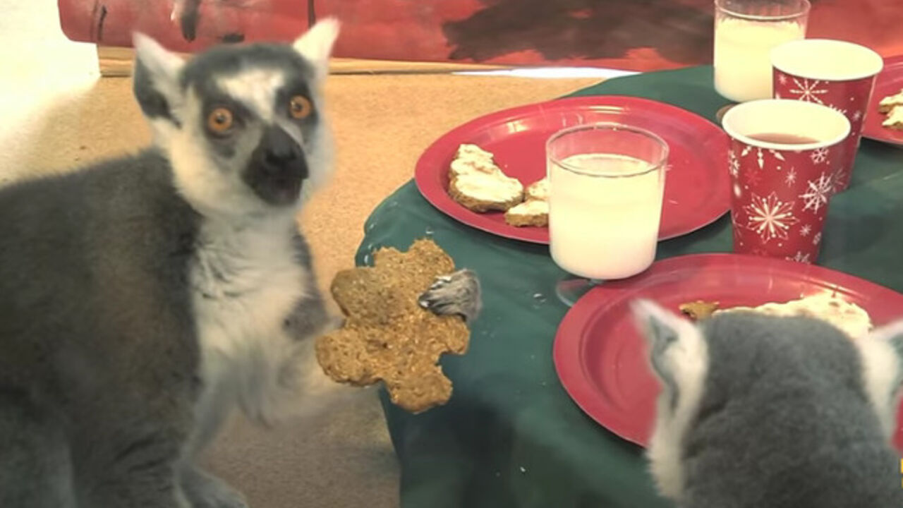 lemuri, nova godina, keks, mleko, hrana, proslava