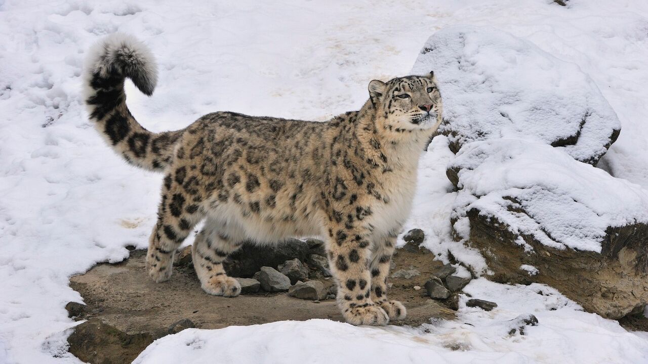 snežni leopard, leopard, sneg