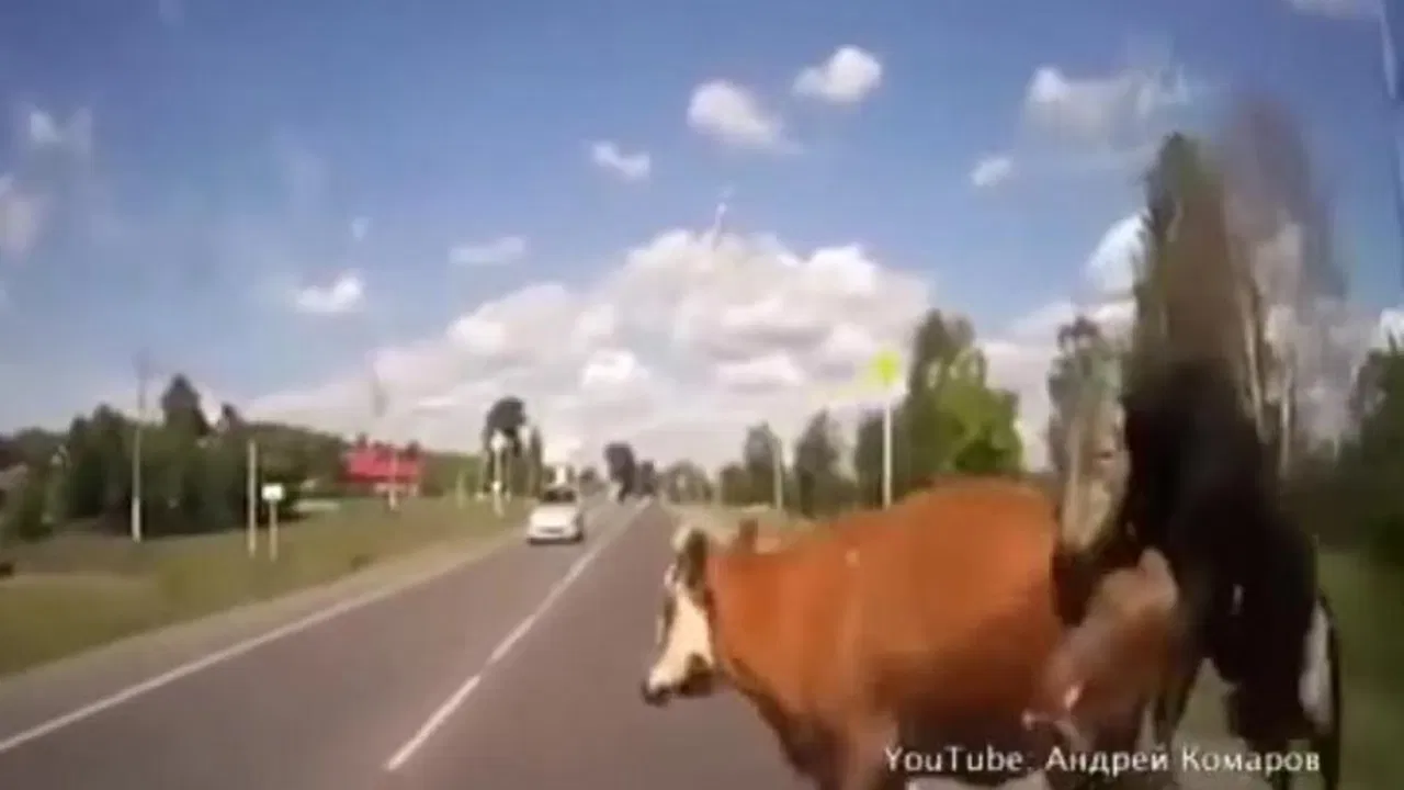 Rus autom udario u goveda tokom parenja