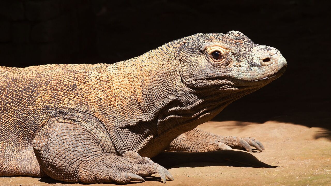 komodo zmaj, zmaj, reptil