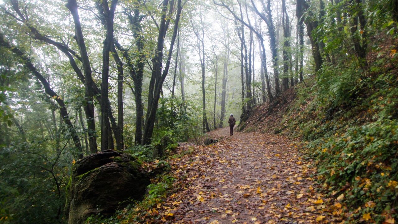 Šuma pored Vršca