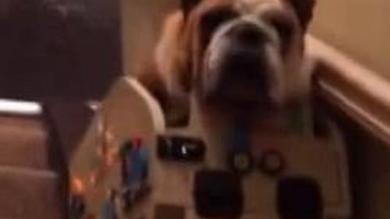 buldog u liftu
