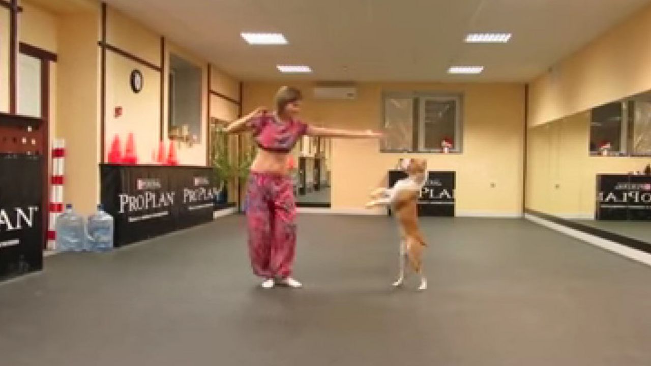 pas, ples, plesačica