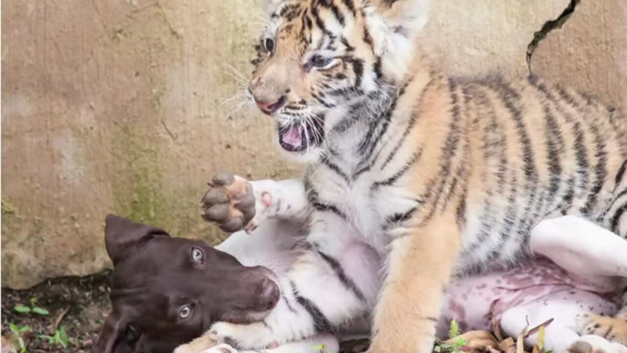 pas, tigar, mladunci