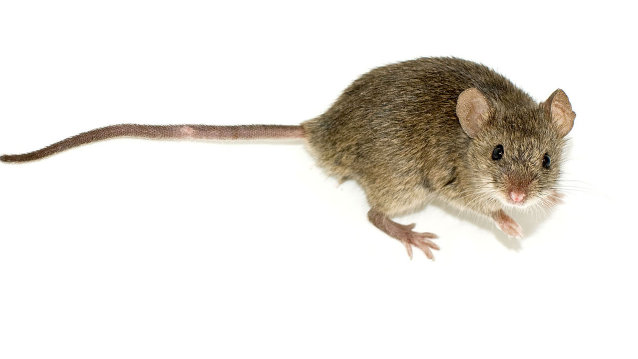 Miš