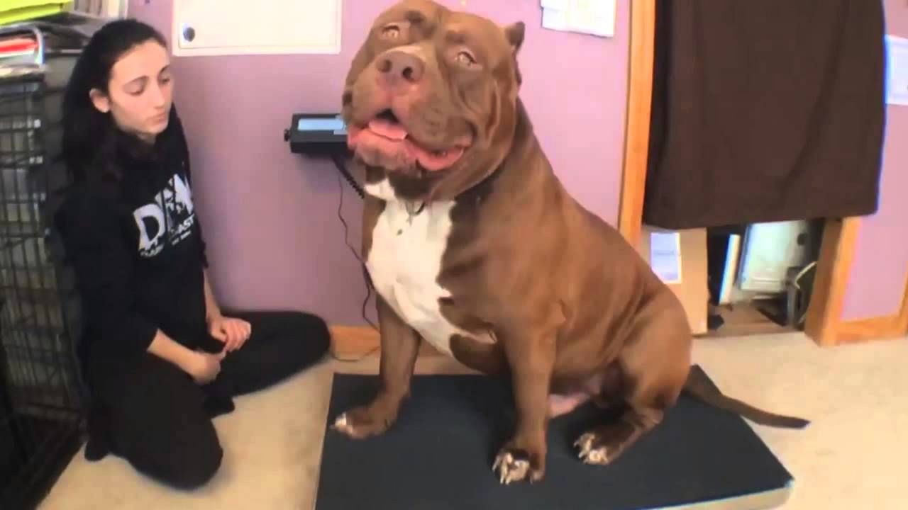 Pitbul sa gazdaricom