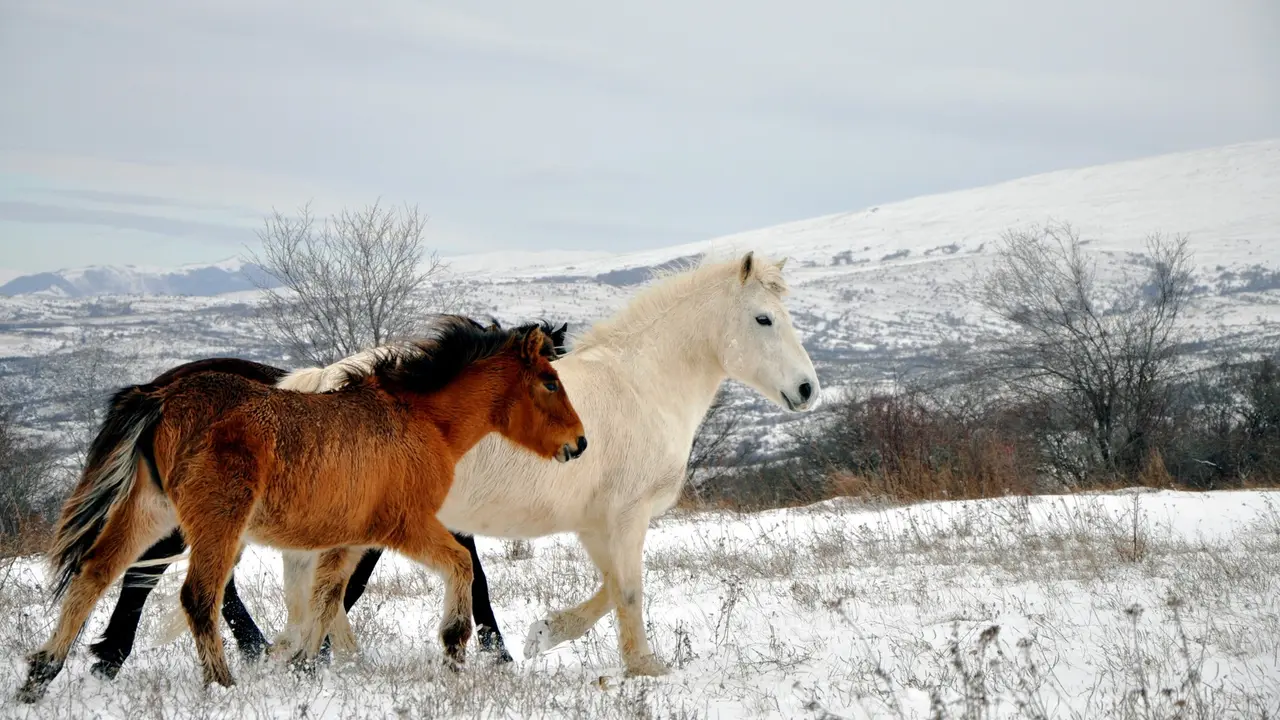 konji, planina, kosovo i metohija, sneg