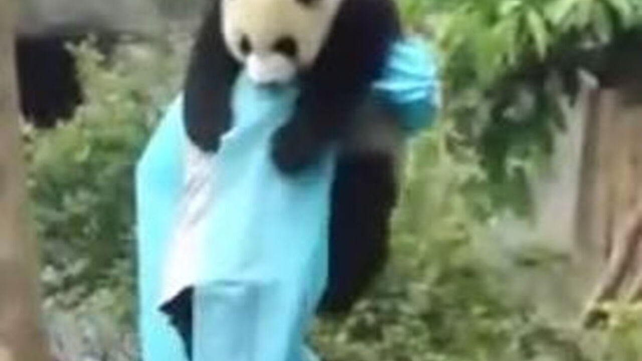 panda