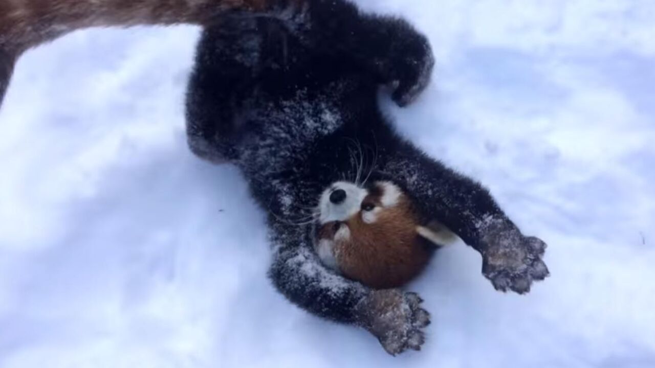 Crvena panda se igra u snegu
