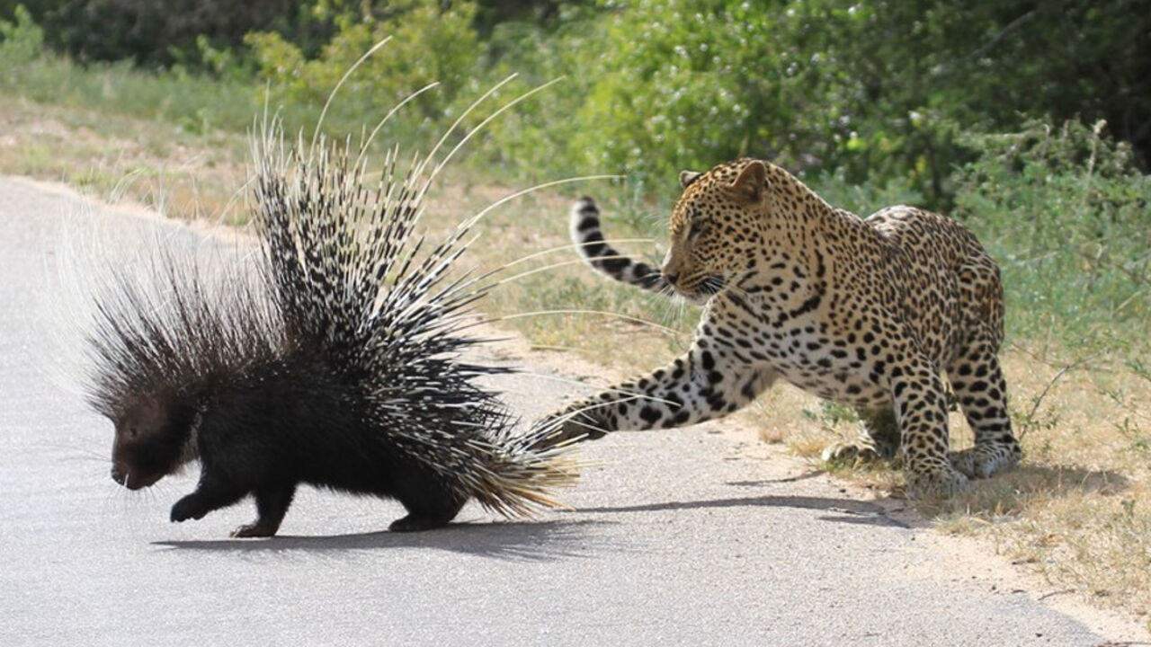 Leopard i bodljikavo prase
