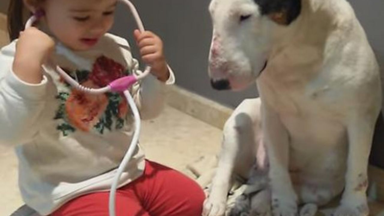 devojčica i pas se igraju veterinara