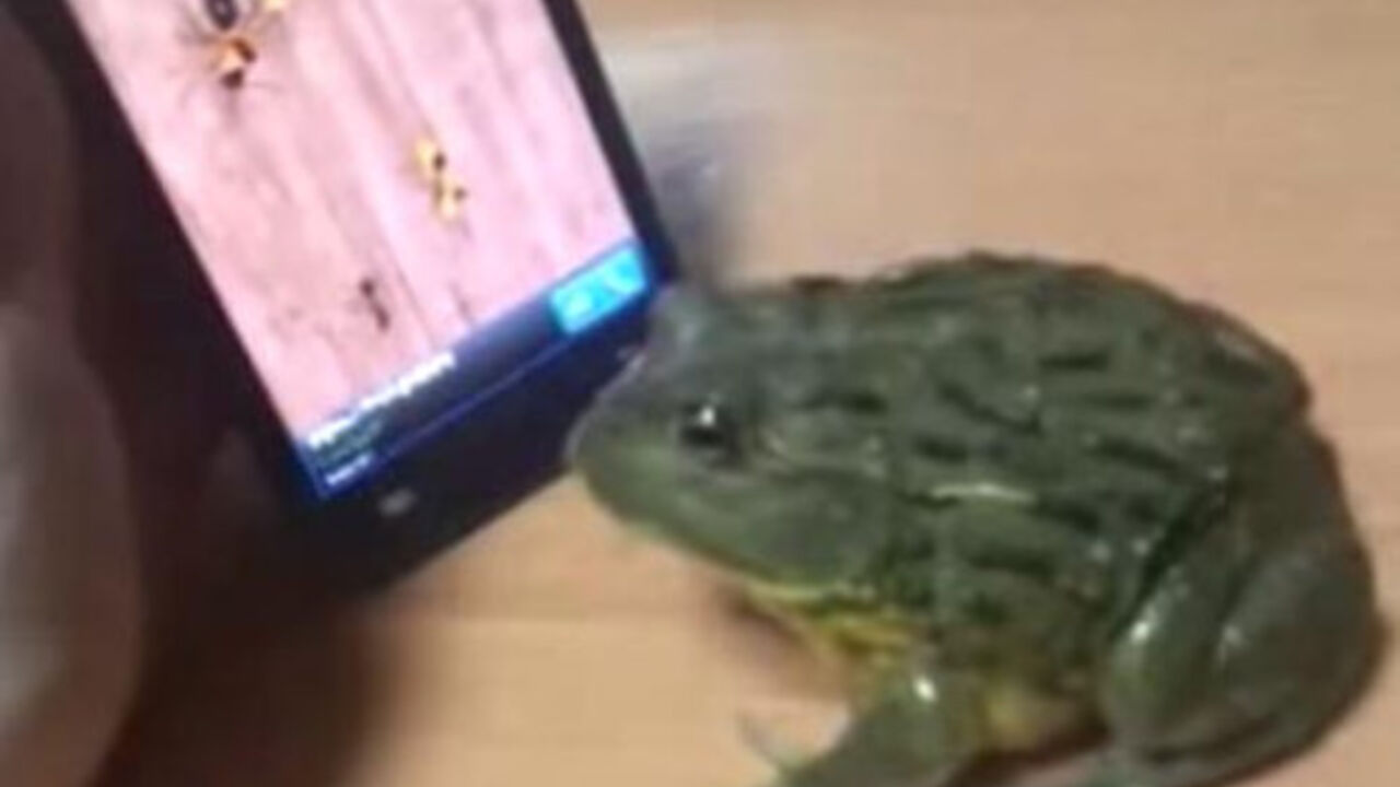 žaba igra igricu