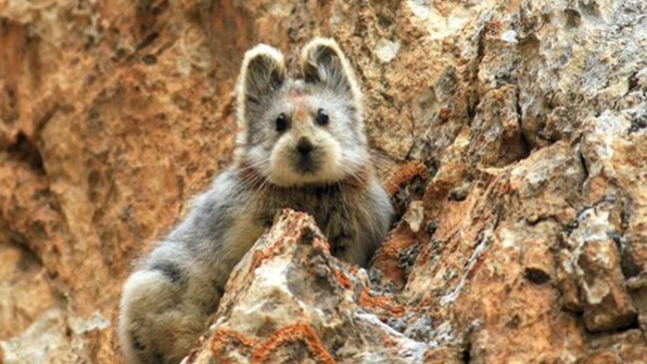 Ili pika