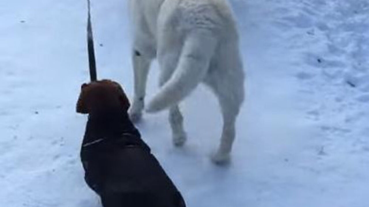 labrador šeta jazavičara