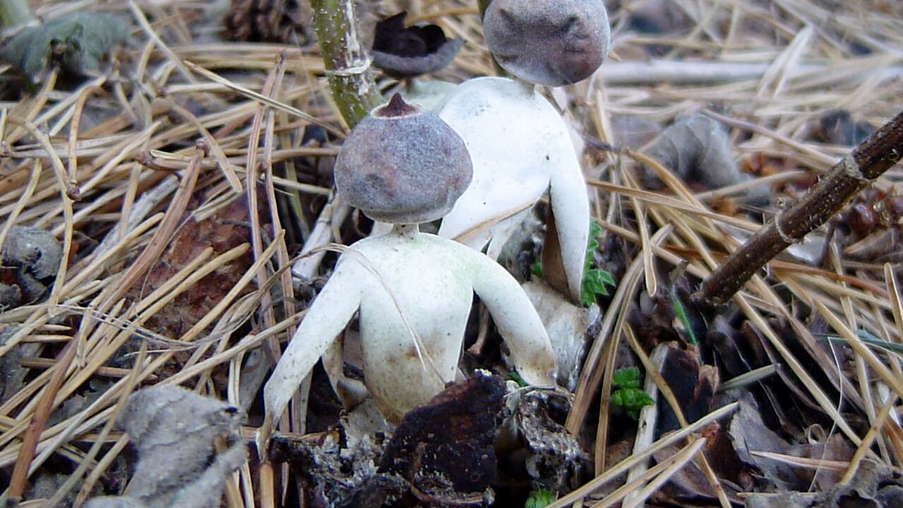 Gestrum britanikum