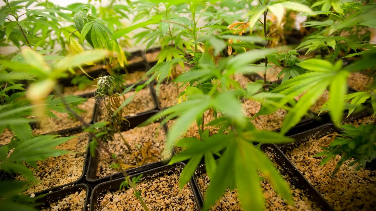 marihuana