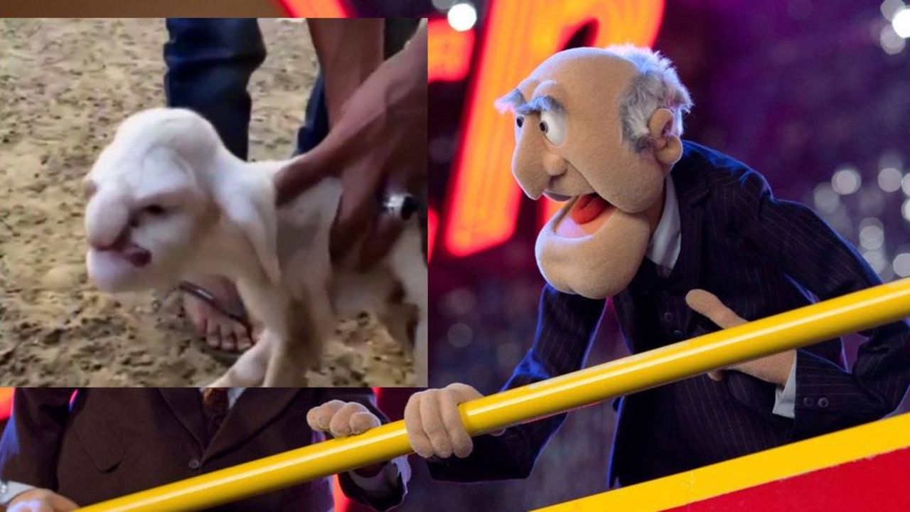 MapetOvca