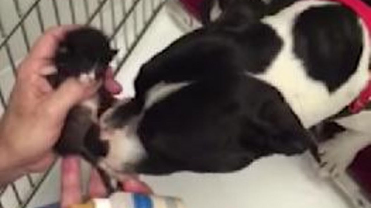 pit bul i mače