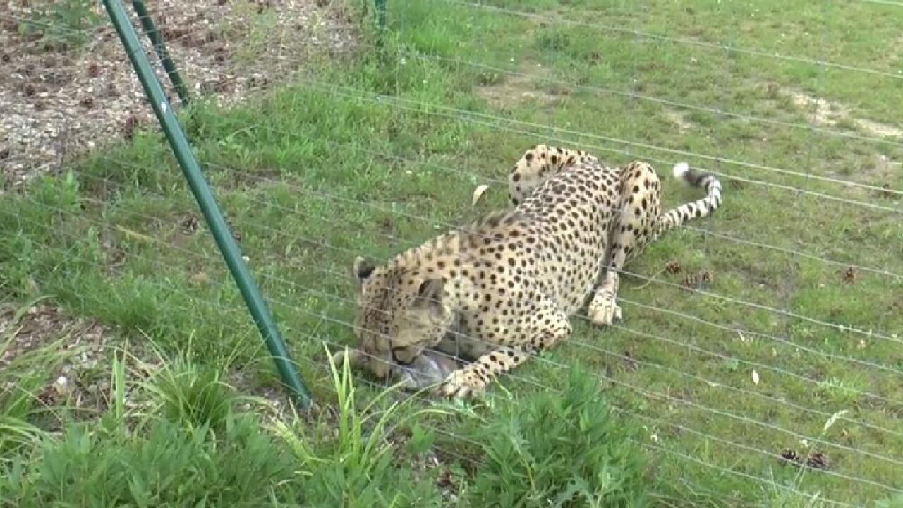 Gepard