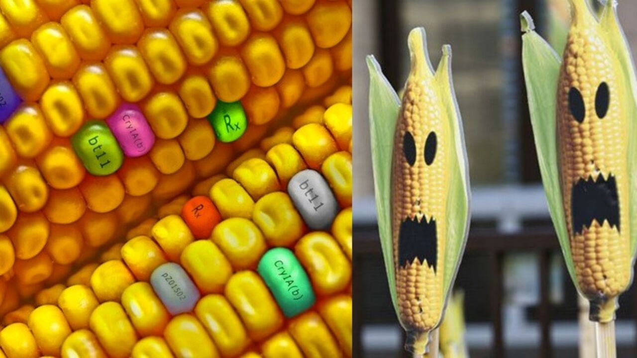GMO kukuruz