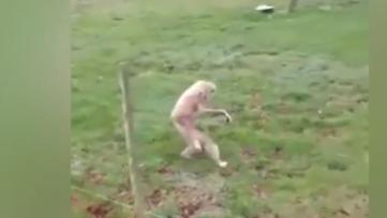 Majmun se krije