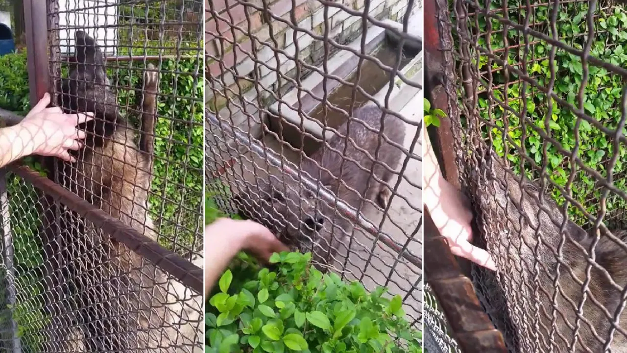 Vučica iz Beogradskog zoo vrta se mazi sa posetiocem
